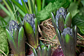 Hyacinthus orientalis, blau