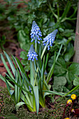 Muscari armeniacum 'Big Smile'