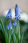 Muscari armeniacum 'Big Smile'