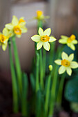 Narcissus