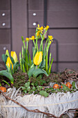 Narcissus and Tulipa