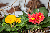 Primula