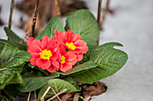 Primula