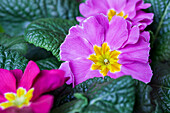 Primula