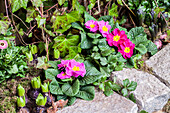 Primula vulgaris