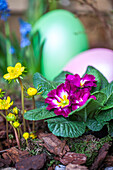 Primula vulgaris