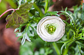 Ranunculus asiaticus, weiß