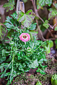 Ranunculus asiaticus, rosa