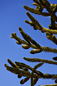 Araucaria araucana