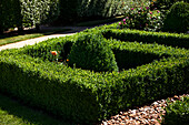 Buxus sempervirens var. arborescens, hedge