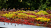 Roof garden