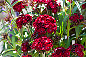 Dianthus barbatus 'Dash Crimson'