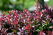 Berberis thunbergii 'Atropurpurea Nana'