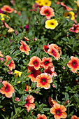 Calibrachoa Mixis 'Celina' Kuehne