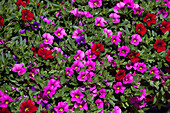 Calibrachoa Trixi 'Dark Blue_Pink_Red' greenery