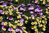 Calibrachoa Trixi 'Petticoat'