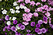 Calibrachoa Trixi 'Pink Petticoat