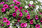 Calibrachoa