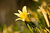 Hemerocallis lilioasphodelus