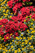 Kalanchoe blossfeldiana mit Sanvitalia procumbens