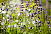 Lavandula angustifolia