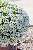 Lobularia maritima 'Yukon White'