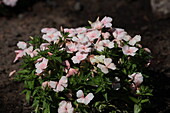 Phlox paniculata