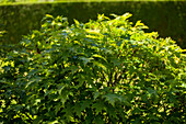 Quercus palustris Green Dwarf