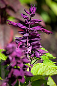 Salvia splendens 'Go-Go Purple'