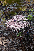 Sambucus nigra 'Black Lace'(s)