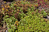 Sedum spurium