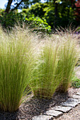 Stipa tenuissima 'Ponytails'