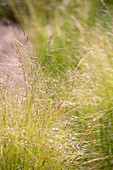 Stipa tenuissima 'Ponytails'