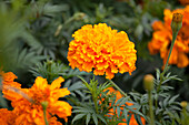 Tagetes erecta 'Orangeball' (Orange Ball)