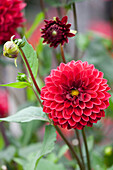 Dahlia 'Night Queen', dunkelrot