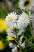 Dahlia Cactus, weiß