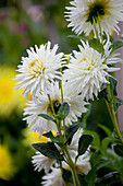 Dahlia Cactus, white