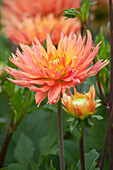 Dahlia 'Ludwig Helfert