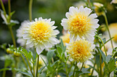 Dahlia, yellow