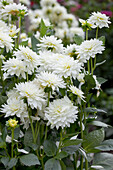 Dahlia (orchid-flowered), white