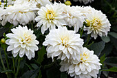 Patio dahlia