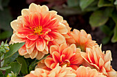 Dahlia LaBella® Grande Orange