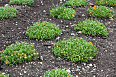 Leucanthemum hybrida Real Glory