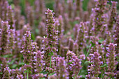 Agastache Kudos Silver Blue