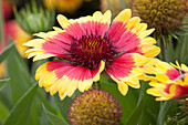 Gaillardia x grandiflora Sunset 'Mexican'