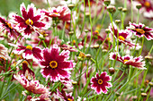 Gaillardia x grandiflora