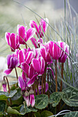 Cyclamen persicum, rosa