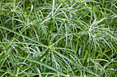 Cyperus alternifolius