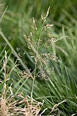 Deschampsia cespitosa 'Tardiflora'
