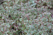 Sedum cauticola 'Lidakense